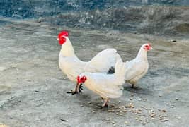 Pure white Japanese Hen, Fertile eggs are available for sale