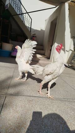 White heera chicks white nok nalli TOP QUALITY