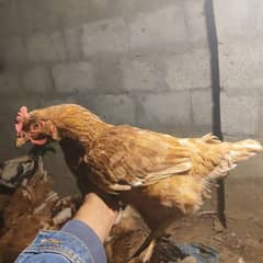 lohman Brown female hen for sale in sargodha