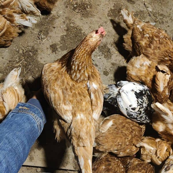 lohman Brown female hen for sale in sargodha 1