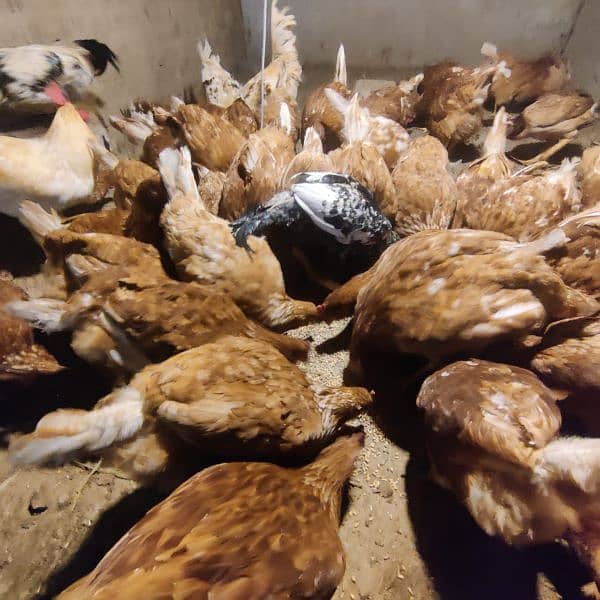 lohman Brown female hen for sale in sargodha 4