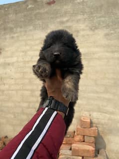 High Quality German Shepherd Puppies