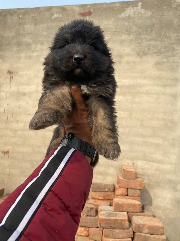 High Quality German Shepherd Puppies 2