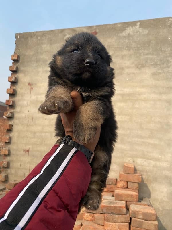 High Quality German Shepherd Puppies 3