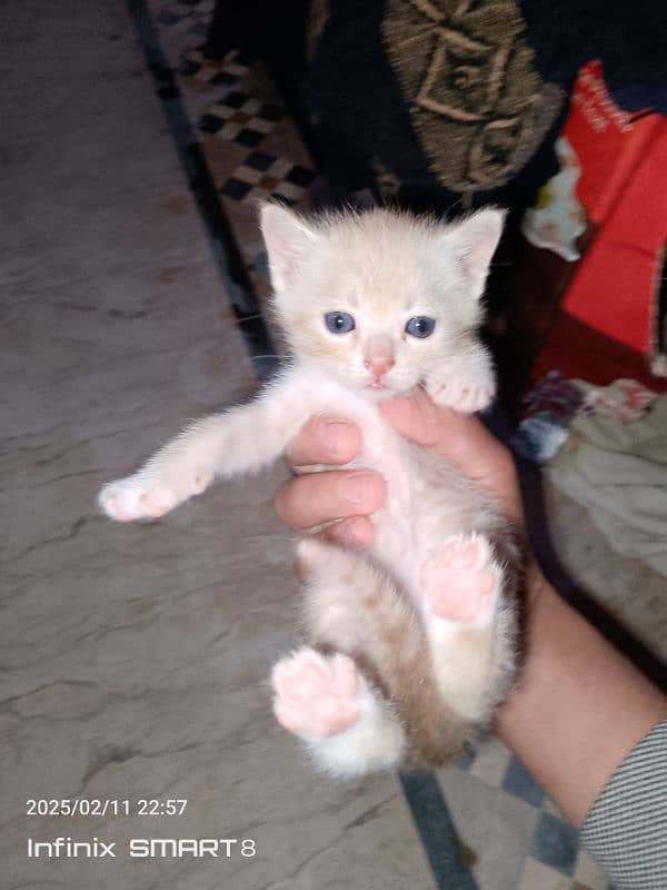 cute Persian cat with home for sale 2