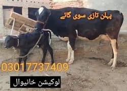 farezan cow