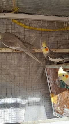 Male cockatiels