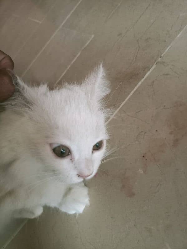 cat for sell 3