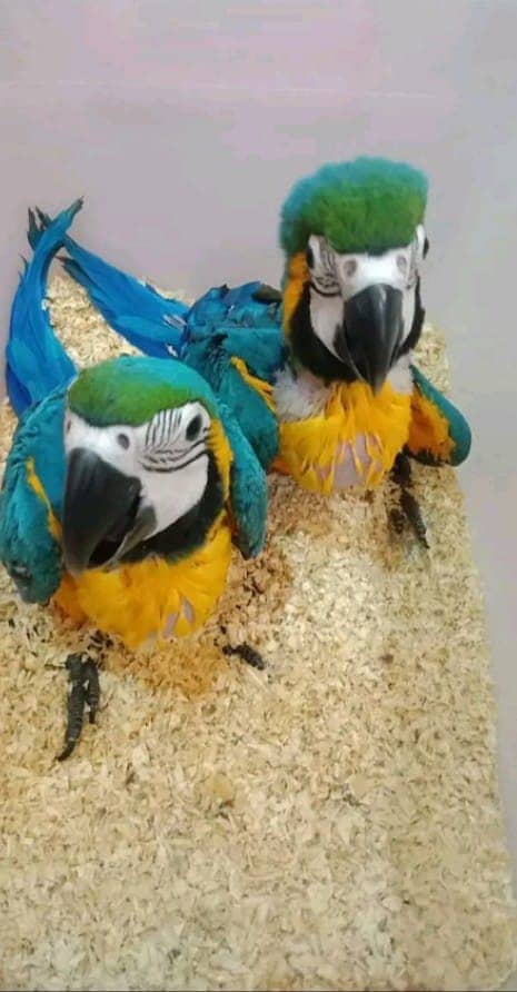 blue macaw parrot chick chick for sale0319=3915=869 0