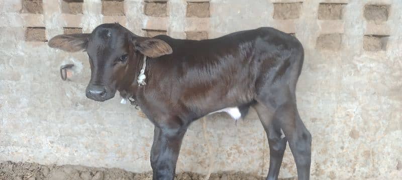 farezan cow 03017737409 1