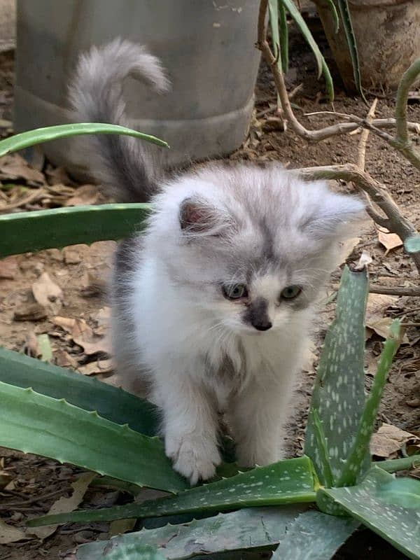 male kitten for sale 2