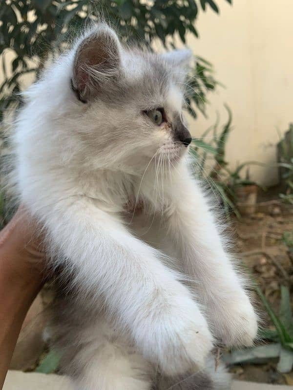 male kitten for sale 7