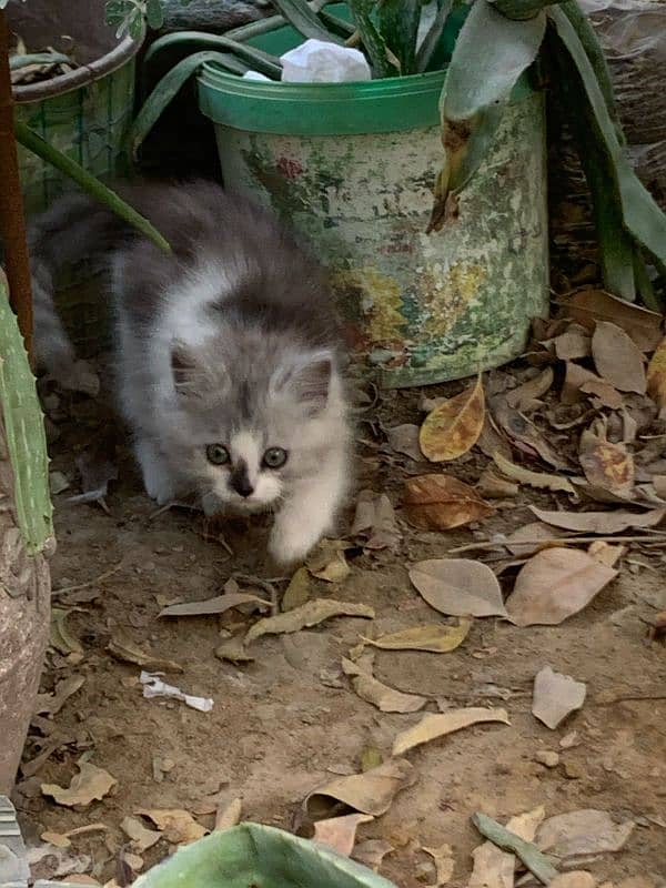 male kitten for sale 9