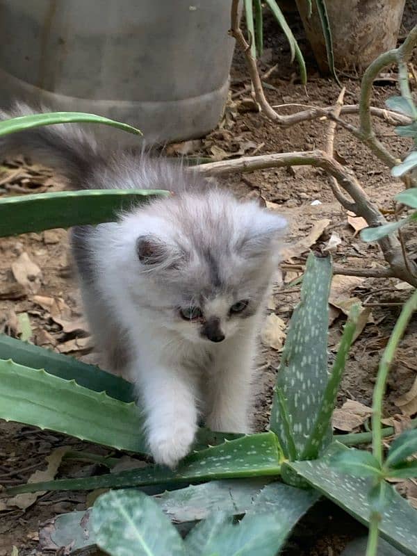 male kitten for sale 11