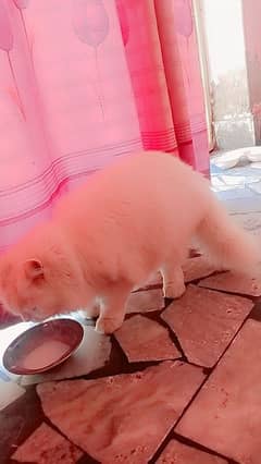 Persian cat for sell