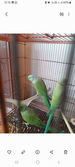 3 Green parrots for sale  all are male