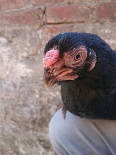 indian parrat beak / pure tamil bread parrot beak pair 03248990143