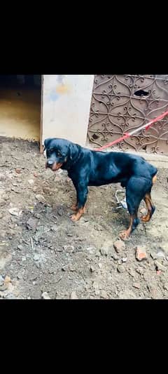 Rottweiler 13 month age male