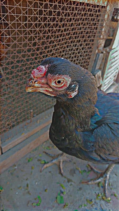 indian parrat beak / pure tamil bread parrot beak pair 03248990143 3