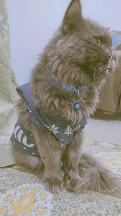 Pair of Persian Cats for Sale – Male Black & Female Multicolor