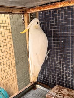 cockatoo sulphur male and female seperate