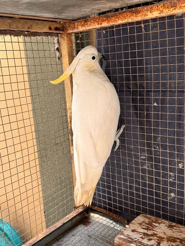 cockatoo sulphur male and female seperate 0