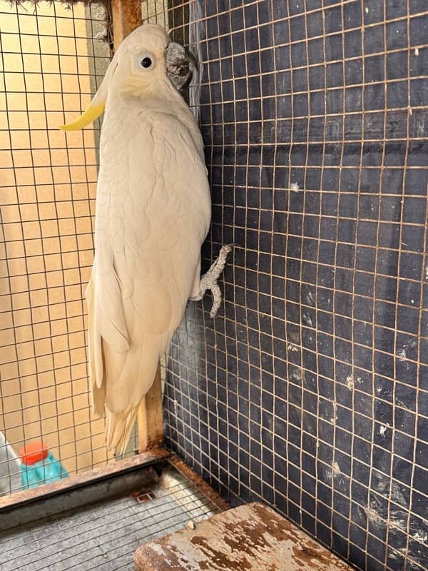 cockatoo sulphur male and female seperate 1