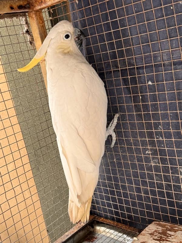 cockatoo sulphur male and female seperate 2