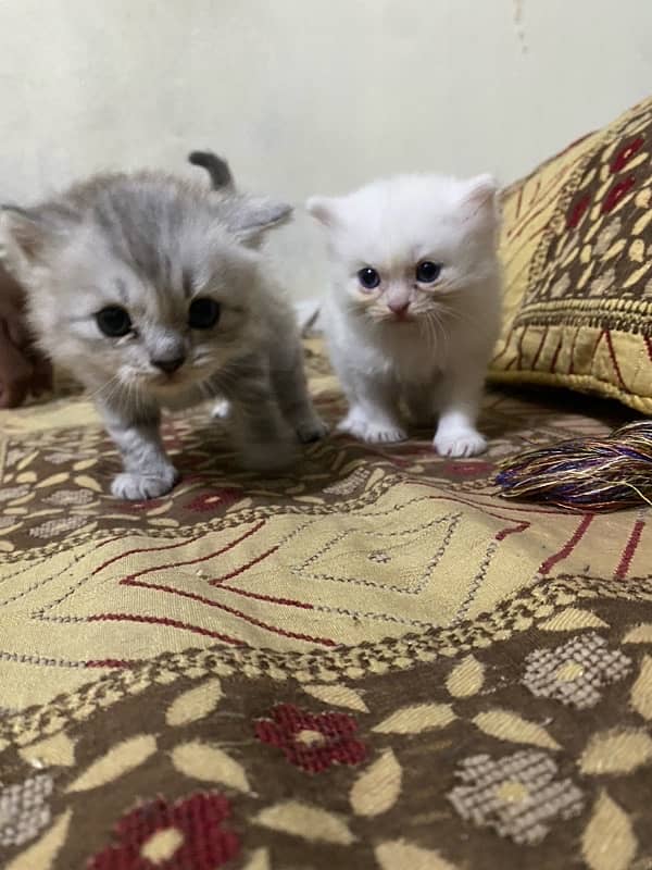 tarpl cot kitten pair 6