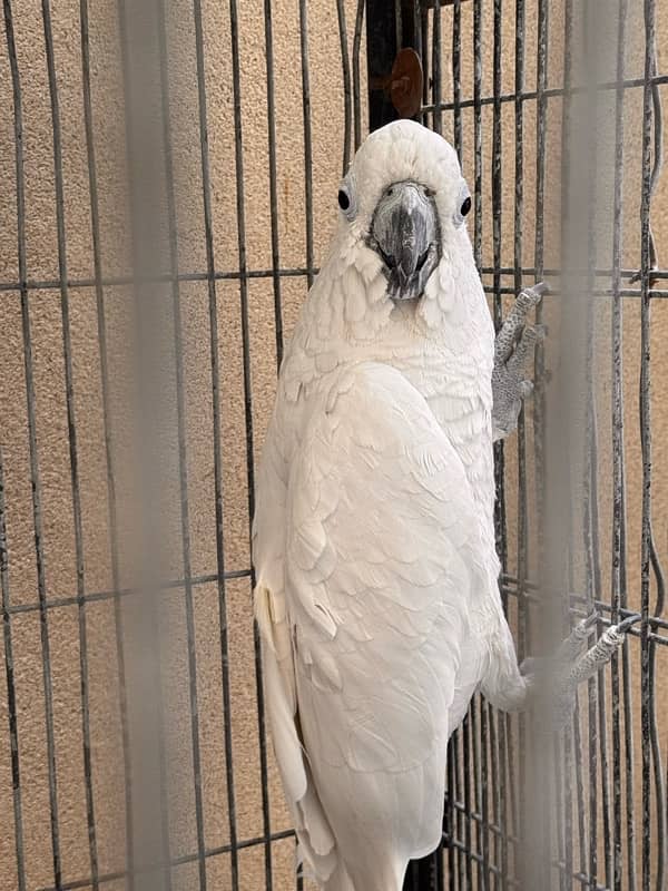 cockatoo sulphur male and female seperate 3