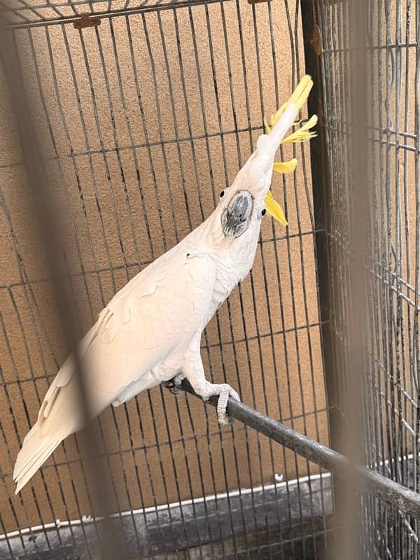 cockatoo sulphur male and female seperate 4