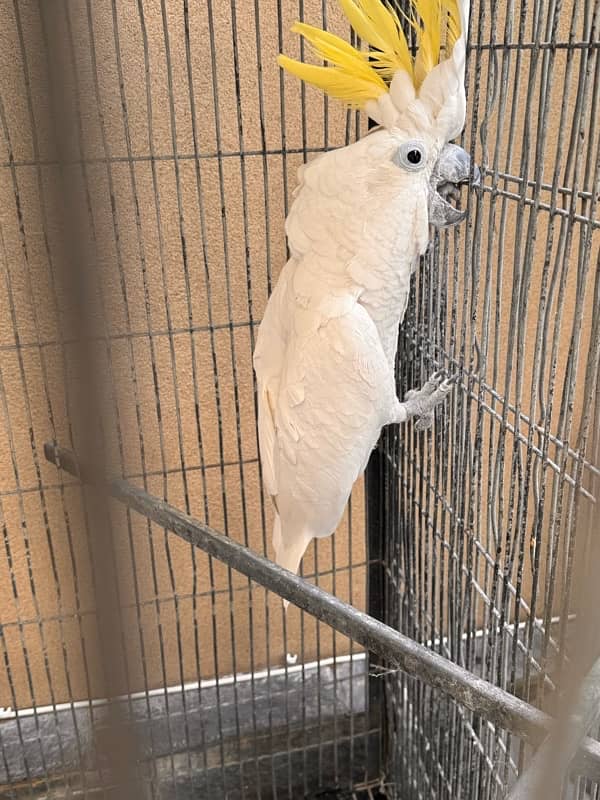 cockatoo sulphur male and female seperate 5