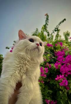 Persian Cat Male Tripple Coat For Sale