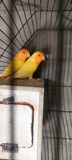 Breeder common Latino Red eyes