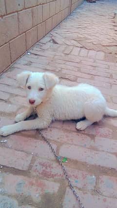 laberya dog for Sal full white color hai