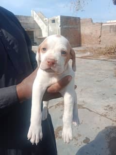 pointer dog for sell age 1month