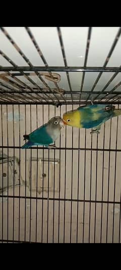 lovebird pairs