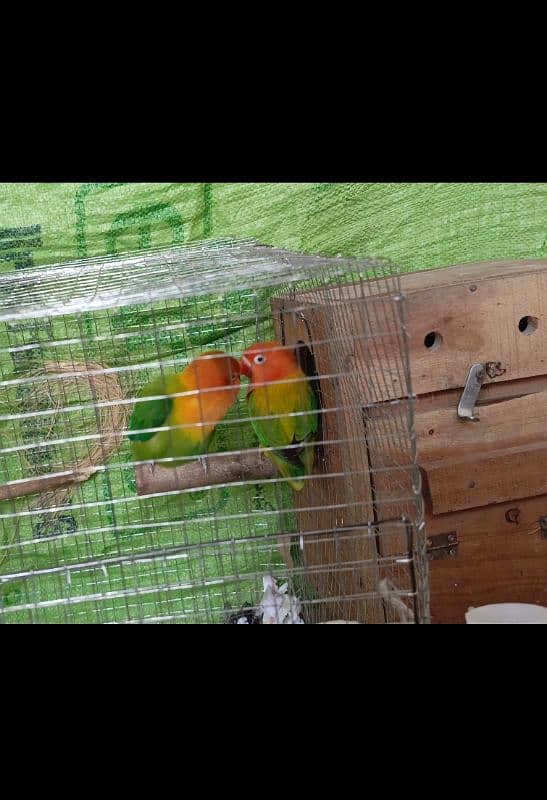 lovebirds pair Opaline fischers 0