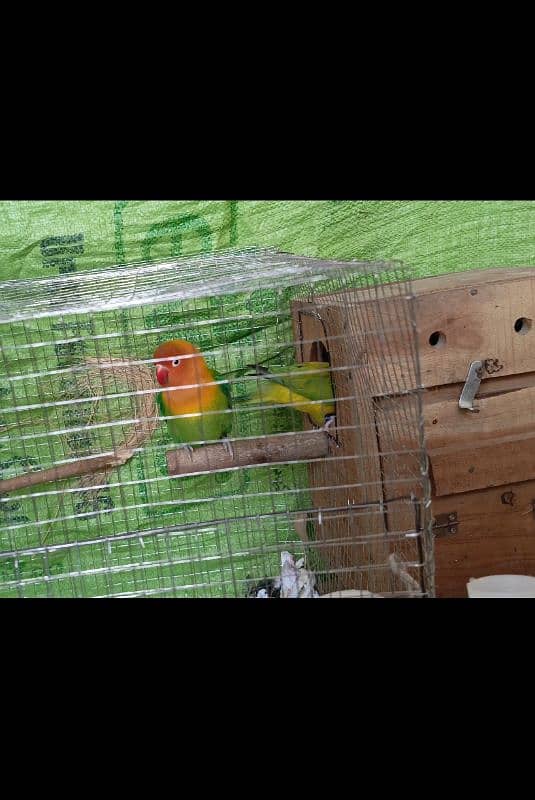 lovebirds pair Opaline fischers 1