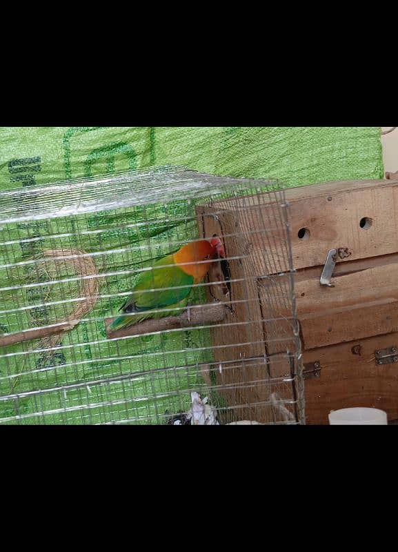 lovebirds pair Opaline fischers 2