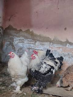 Brahma hen