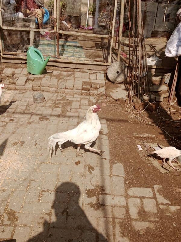 Heera aseel chick for sale 1