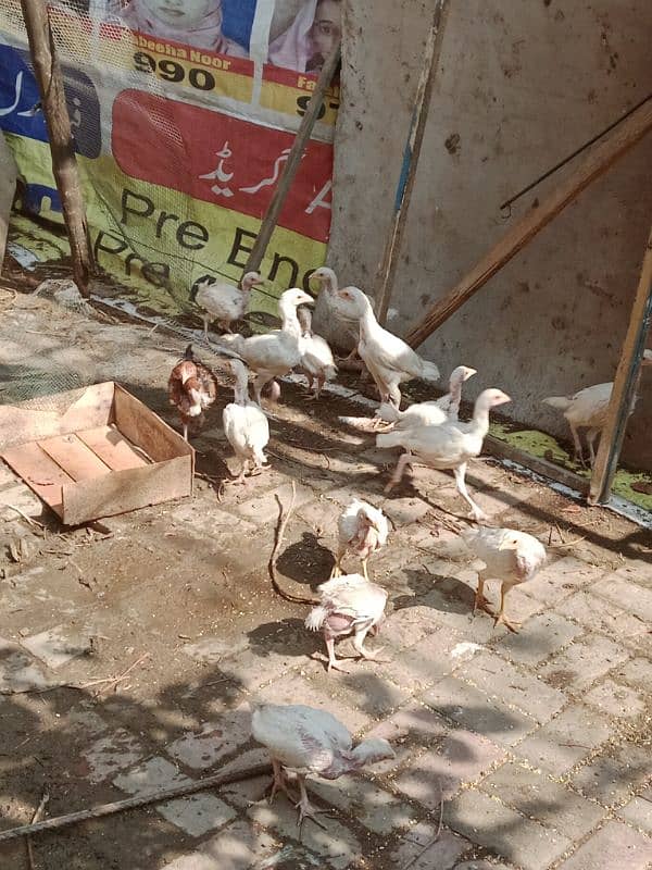 Heera aseel chick for sale 2