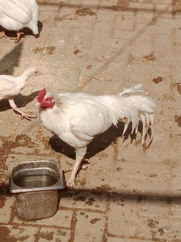 Heera aseel chick for sale 3