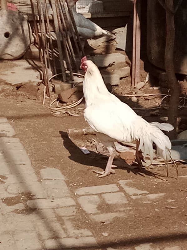 Heera aseel chick for sale 5