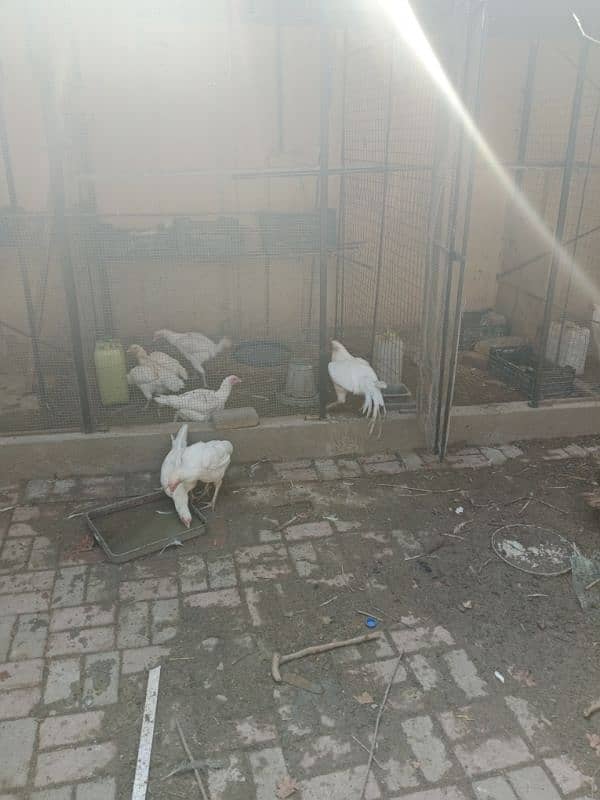 Heera aseel chick for sale 6