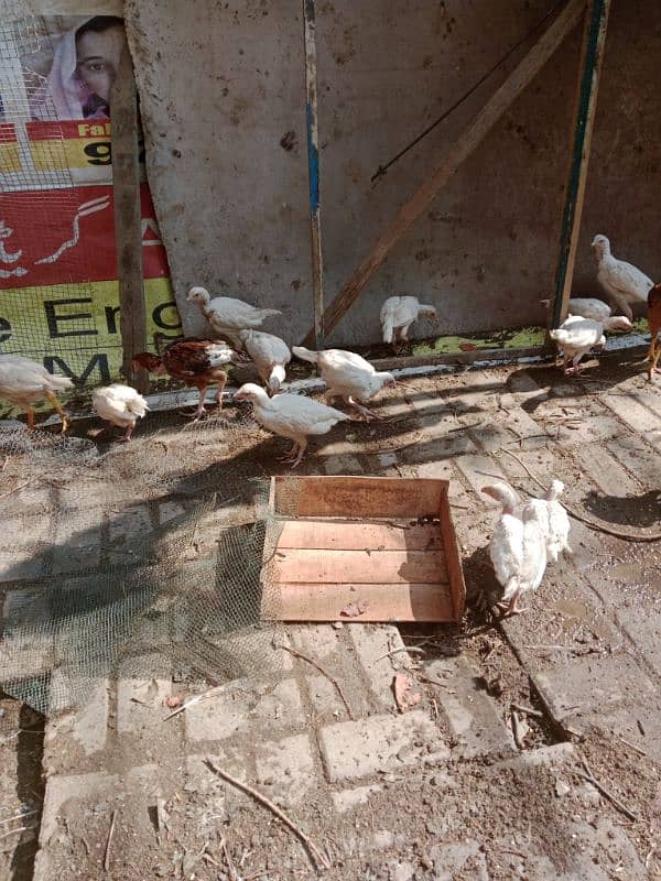 Heera aseel chick for sale 7