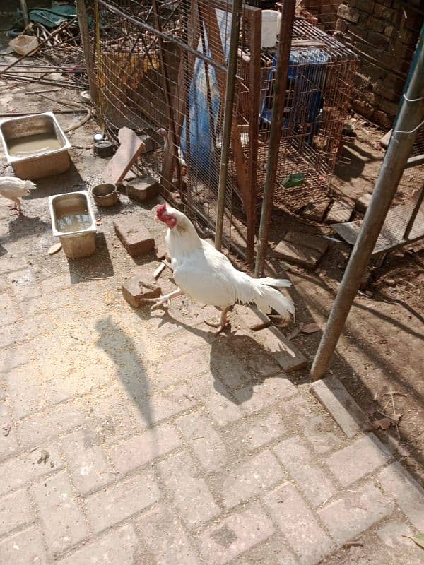 Heera aseel chick for sale 8