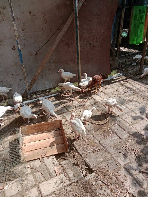 Heera aseel chick for sale 10