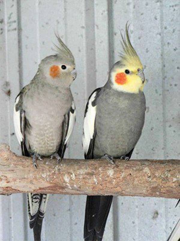 Cockatiels Available 1